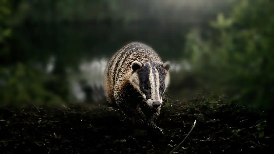 The Elusive Nighttime Badger – WILDEN MARSH DIARY: 661 – 29th NOVEMBER 2025