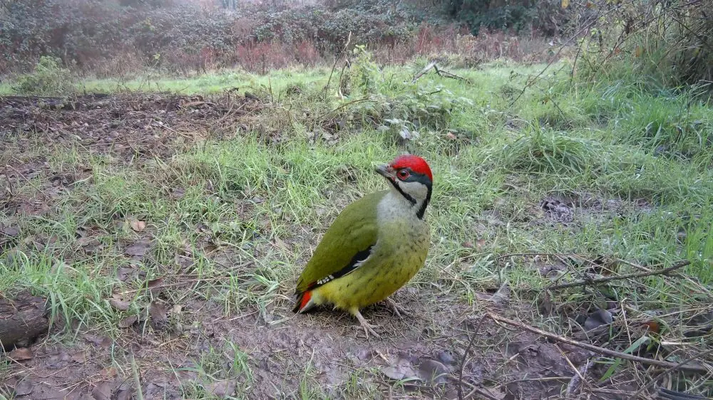 GREEN WOODPECKERS IN NORTH PASTURE — WILDEN MARSH DIARY: 658 — 23 NOVEMBER 2025.