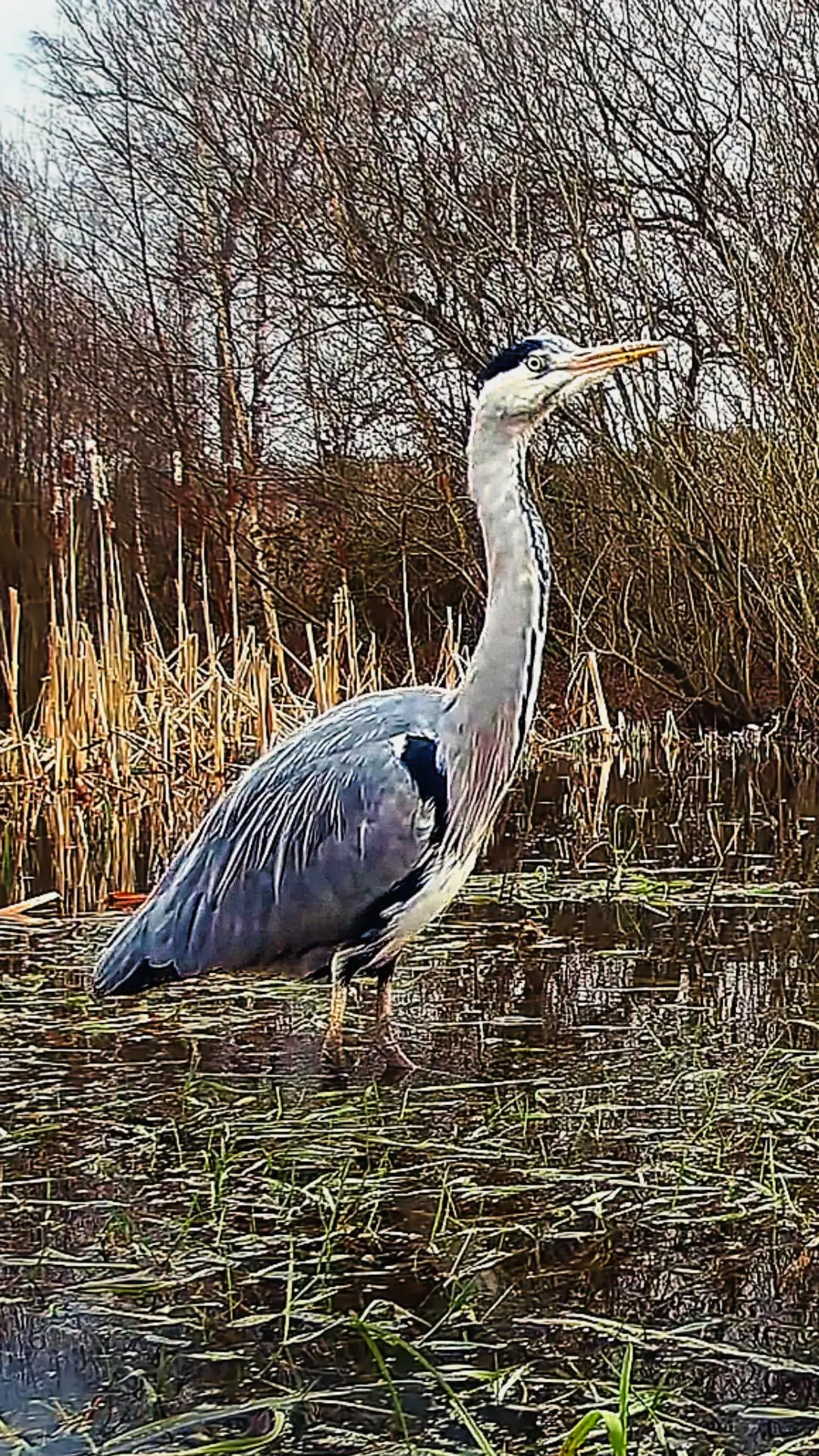 WILDEN MARSH HERONS — WILDEN MARSH DIARY: 659 — 24 NOVEMBER 2025