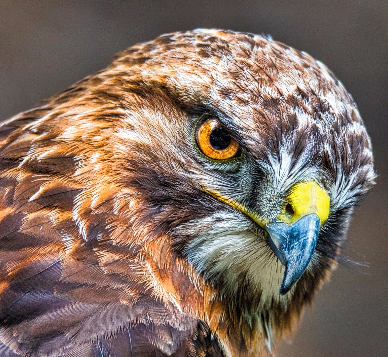 Ground and Sky on Wilden Marsh