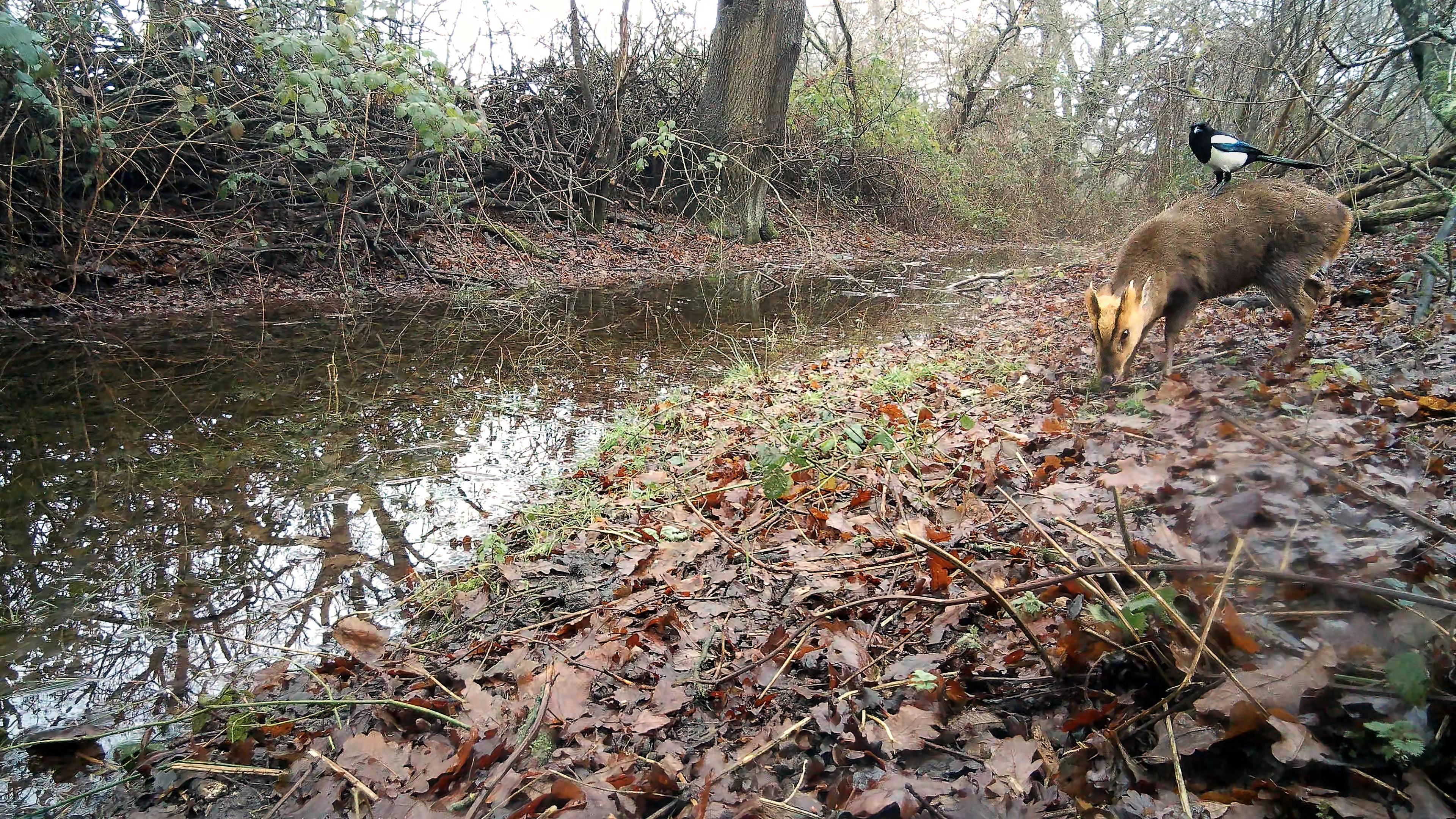 The Ditch – WILDEN MARSH DIARY: 681 – 17th January 2026